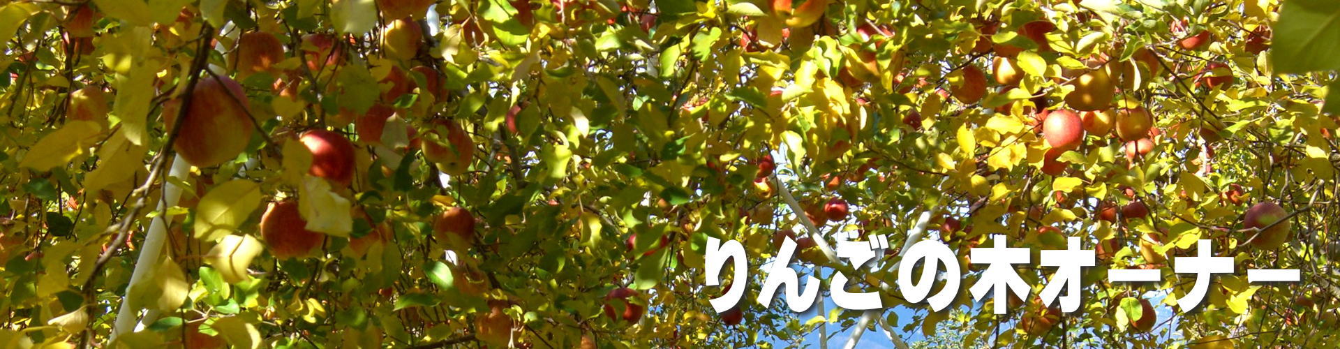 南信州柴本農園葉取らずりんごのりんご狩りのりんごの木オーナー