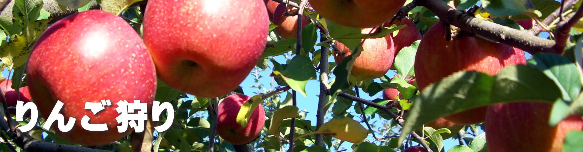 南信州柴本農園のりんご狩り